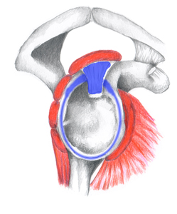 labrum-glenoidale